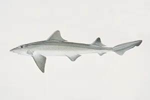 Mustelus canis, Smooth Dogfish, side view Mustelus canis, Smooth Dogfish, side view