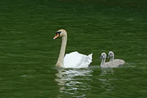 Mute Swan -Cygnus olor- swimming with two cygnets on Wichelsee lake, Sarnen, Switzerland, Europe Mute Swan -Cygnus olor- swimming with two cygnets on Wichelsee lake, Sarnen, Switzerland, Europe