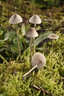 Mycena metata mushrooms, Untergroeningen, Baden-Wuerttemberg, Germany, Europe Mycena metata mushrooms, Untergroeningen, Baden-Wuerttemberg, Germany, Europe