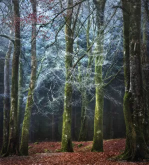 Landscape painting Collection: Into the Mystic - Scotland Forest