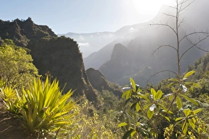 Mystical misty mountain landscape, with agave in the foreground, Cilaos, Cirque de Cilaos Mystical misty mountain landscape, with agave in the foreground, Cilaos, Cirque de Cilaos