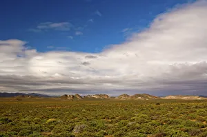 Nama Karoo low-shrub vegetation area, Richtersveld, Northern Cape Province, South Africa Nama Karoo low-shrub vegetation area, Richtersveld, Northern Cape Province, South Africa