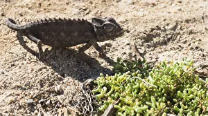 Namaqua Chameleon -Chamaeleo namaquensis-, Living Desert Snake Park, Walvis Bay, Namibia Namaqua Chameleon -Chamaeleo namaquensis-, Living Desert Snake Park, Walvis Bay, Namibia