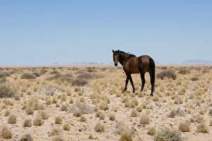 Namib Wild Desert Horse between Aus and Luderitz in Namibia Namib Wild Desert Horse between Aus and Luderitz in Namibia