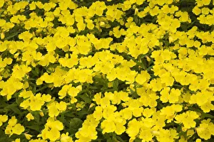 Narrow-leaved sundrops -Oenothera fruticosa-, yellow flowers, Laval, Quebec Province, Canada Narrow-leaved sundrops -Oenothera fruticosa-, yellow flowers, Laval, Quebec Province, Canada