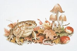 Fungus Collection: Natterjack Toad (Bufo calamita) perched on fallen leaves, next to chestnuts