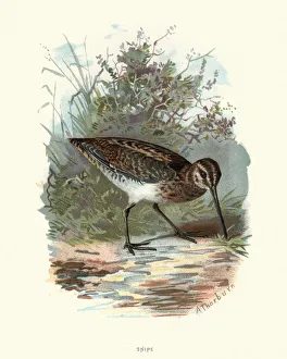 Natural History - Birds - Common snipe Natural History - Birds - Common snipe