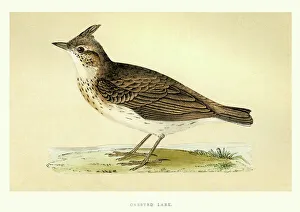 Natural History - Birds - Crested lark Natural History - Birds - Crested lark