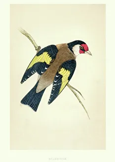 Natural History - Birds - European goldfinch Natural History - Birds - European goldfinch