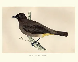 Natural History, Birds, Gold-Vented Thrush Natural History, Birds, Gold-Vented Thrush