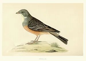 Natural history - Birds - Ortolan bunting Natural history - Birds - Ortolan bunting