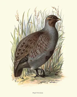 Natural History - Birds - Partridge Natural History - Birds - Partridge