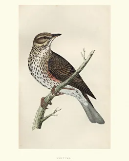 Natural History, Birds, Redwing (Turdus iliacus) Natural History, Birds, Redwing (Turdus iliacus)