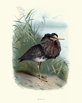 Natural History, Birds, ruff (Calidris pugnax) Natural History, Birds, ruff (Calidris pugnax)