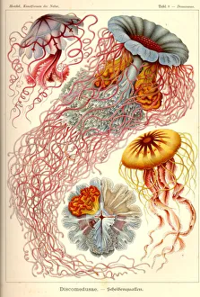 Natural structures - Discomedusae, Scheibenquallen, jellyfish Natural structures - Discomedusae, Scheibenquallen, jellyfish