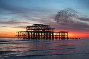 Starling Murmuration Print: West Pier Sunset, Brighton