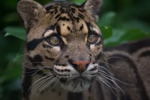 Prints of Clouded Leopard looking our from the lush undergrowth Clouded Leopard Prints: Clouded Leopard Print: Lush Undergrowth Portrait