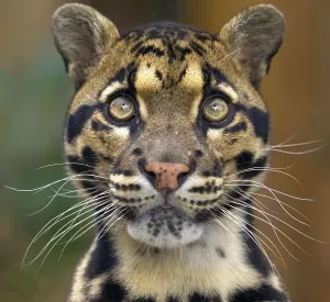 Prints of Leopard with big eyes looking at camera Clouded Leopard Prints: Clouded Leopard Print - Majestic Feline with Large Eyes