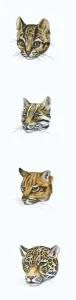 Prints of Sequence of illustrations of Clouded leopard, Ocelot, Tiger and Jaguar heads Clouded Leopard Prints: Clouded Leopard Print: Big Cat Heads Sequence