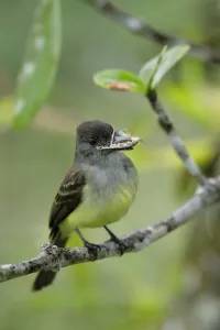 Dusky-capped Flycatcher Print, Ecuador