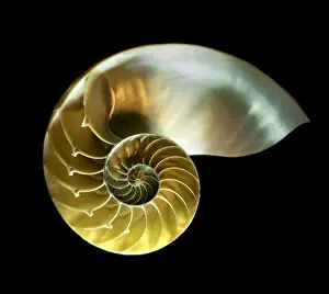 Golden Nautilus Shell Print