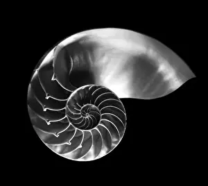 Prints of macro photo of a nautilus shell cross section in black and white Images Dated 2017 February: Nautilus Shell Cross Section Print