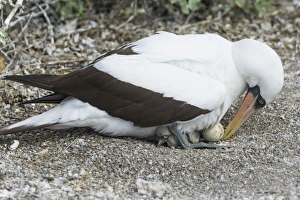 Nazca Booby -Sula granti- with an egg and a chick, Isla Genovesa, Galapagos Islands Nazca Booby -Sula granti- with an egg and a chick, Isla Genovesa, Galapagos Islands