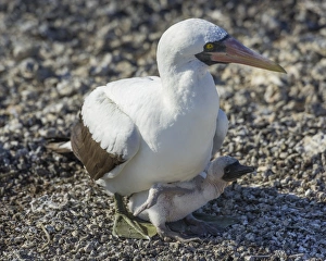Nazca Booby -Sula granti- on a nest with a chick, Isla Genovesa, Galapagos Islands Nazca Booby -Sula granti- on a nest with a chick, Isla Genovesa, Galapagos Islands