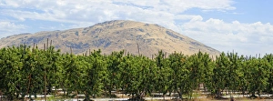 Nectarines -Prunus persica var nucipersica-, plantation in the middle of the Californian hills, Centerville, Fresno Nectarines -Prunus persica var nucipersica-, plantation in the middle of the Californian hills, Centerville, Fresno