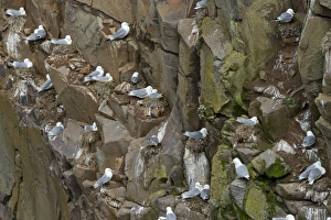 Nesting Black-legged Kittiwakes-Rissa tridactyla- in a cliff, Mykines, Faroe Islands Nesting Black-legged Kittiwakes-Rissa tridactyla- in a cliff, Mykines, Faroe Islands