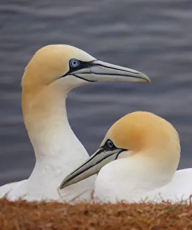 Nesting gannets on Helgoland, Germany Nesting gannets on Helgoland, Germany