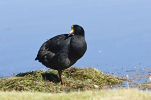 Nesting Giant Coot (Fulica gigantea), Lauca National Park, Arica and Parinacote Region, Chile, South America Nesting Giant Coot (Fulica gigantea), Lauca National Park, Arica and Parinacote Region, Chile, South America