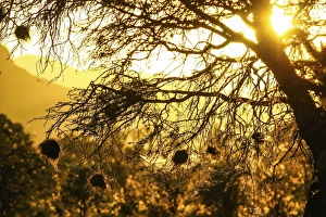 Nests of weavers -Ploceidae- in the sunset, Namibia, Africa Nests of weavers -Ploceidae- in the sunset, Namibia, Africa