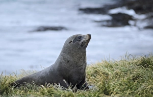 New Zealand sea lion -Phocarctos hookeri- on grass, Moeraki, South Island, New Zealand New Zealand sea lion -Phocarctos hookeri- on grass, Moeraki, South Island, New Zealand