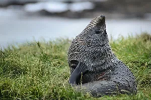 New Zealand sea lion -Phocarctos hookeri- pup, lying on grass, scratching with flipper, Moeraki, South Island New Zealand sea lion -Phocarctos hookeri- pup, lying on grass, scratching with flipper, Moeraki, South Island