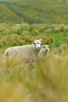 Travel imagery/travel photographer collections tonnaja travel photography/new zealand sheeps Travel imagery/travel photographer collections tonnaja travel photography/new zealand sheeps