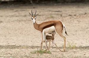 Newborn Springbok (Antidorcas marsupialis) Lamb Suckling Newborn Springbok (Antidorcas marsupialis) Lamb Suckling