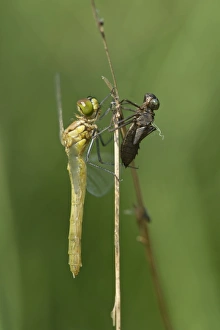 Newly hatched Spotted Darter -Sympetrum depessiusculum- with exuvia, Canton of Geneva Newly hatched Spotted Darter -Sympetrum depessiusculum- with exuvia, Canton of Geneva
