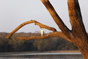 Night heron -Nycticorax nycticorax- on skeleton tree in the reservoir, Kabini Reservoir, Rajiv Gandhi National Park Night heron -Nycticorax nycticorax- on skeleton tree in the reservoir, Kabini Reservoir, Rajiv Gandhi National Park