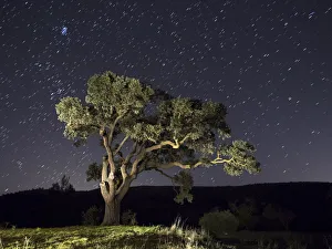 In the night with a sky full of stars and a tree In the night with a sky full of stars and a tree
