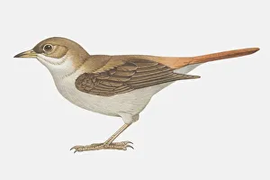 Nightingale (Luscinia megarhynchos), with brown wings and red tail, side view Nightingale (Luscinia megarhynchos), with brown wings and red tail, side view