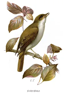 Nightingale - Luscinia megarhynchos Nightingale - Luscinia megarhynchos
