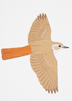 Nightingale, Rufous Nightingale, Common Nightingale (Luscinia megarhynchos) Nightingale, Rufous Nightingale, Common Nightingale (Luscinia megarhynchos)