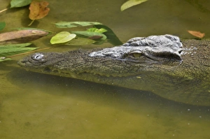 Nile crocodile or common crocodile -Crocodylus niloticus-, A Limbe, Carmoon Nile crocodile or common crocodile -Crocodylus niloticus-, A Limbe, Carmoon