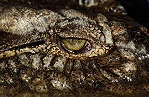 Nile crocodile (Crocodylus niloticus), close-up of eye Nile crocodile (Crocodylus niloticus), close-up of eye