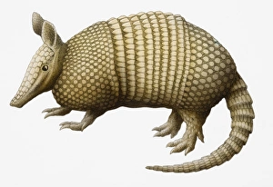 Nine-banded Armadillo (Dasypus novemcinctus), side view Nine-banded Armadillo (Dasypus novemcinctus), side view