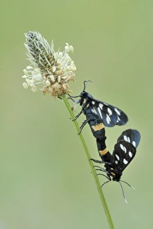 Nine-spotted moth -Amata phegea- on plantain Nine-spotted moth -Amata phegea- on plantain