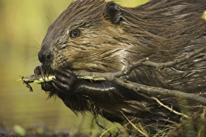 North American beaver (Castor canadensis) gnawing on poplar branch North American beaver (Castor canadensis) gnawing on poplar branch