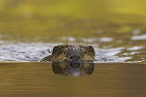 North American beaver (Castor canadensis) in pond North American beaver (Castor canadensis) in pond