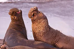 Northern Elephant Seals Northern Elephant Seals